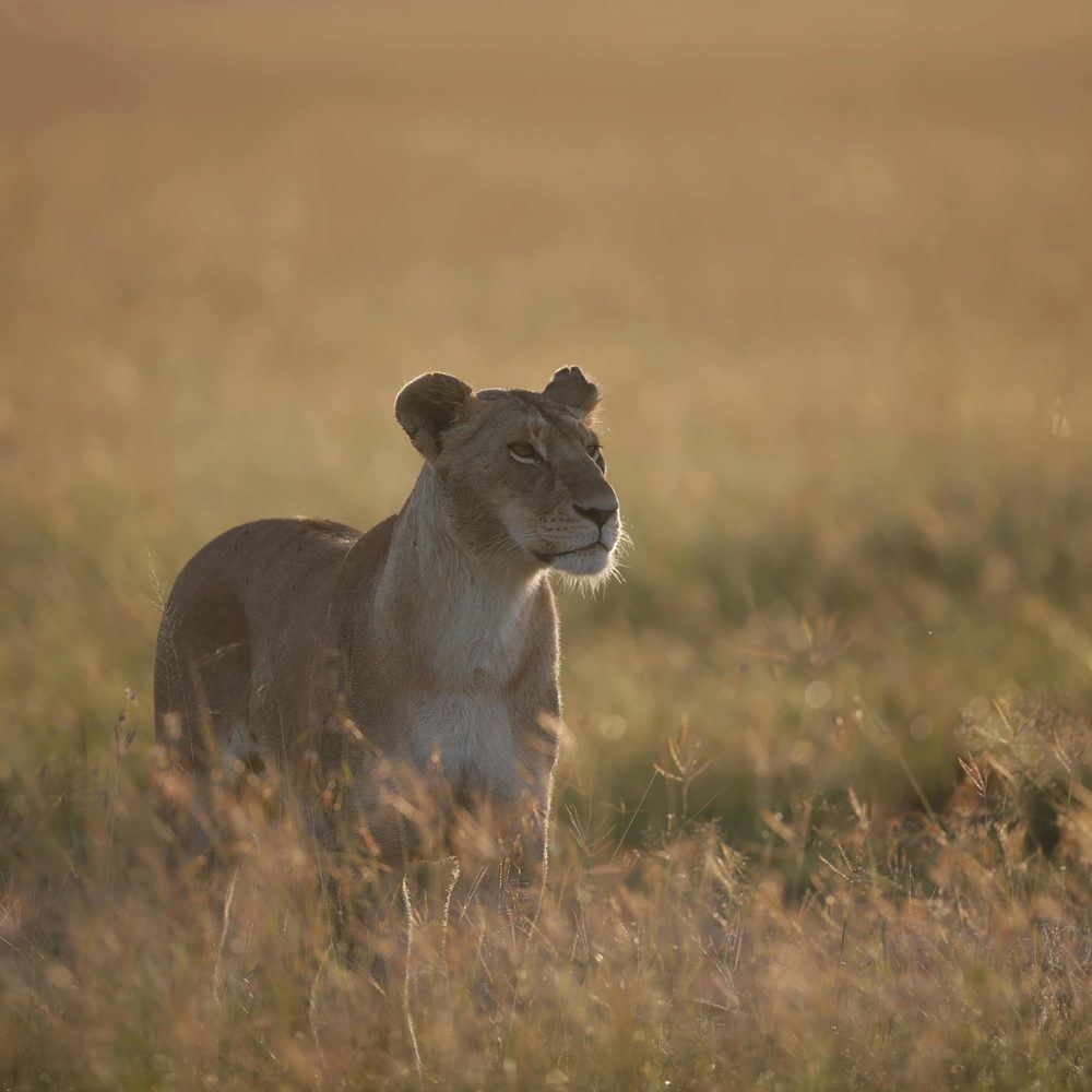 African wildlife in the bush