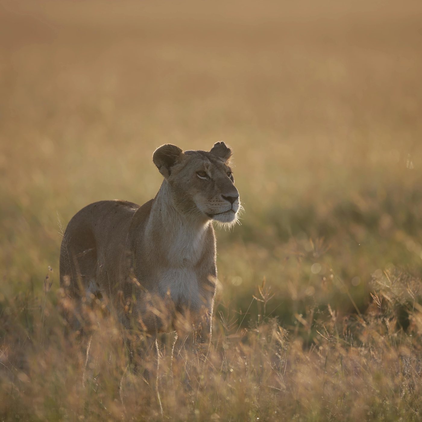Wild African landscape and wildlife