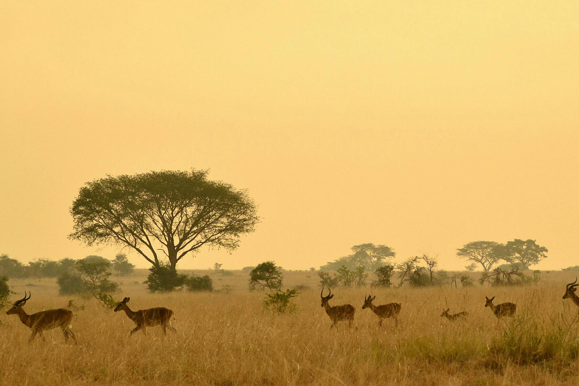 Greater Kruger, South Africa landscape for Jeremy Lipking's workshop