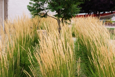 Claywork Design & Construction: Tall Grass