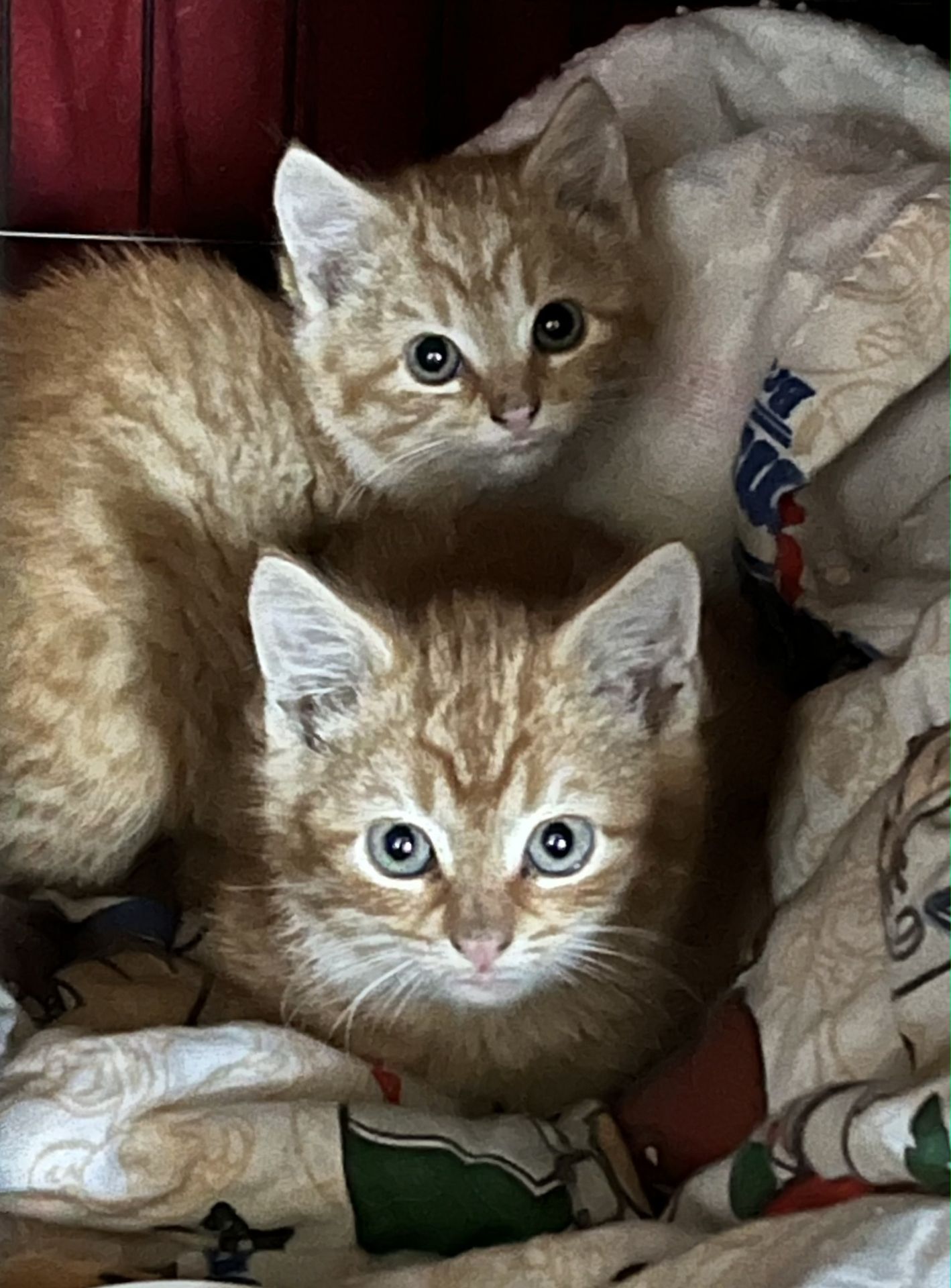 Two orange kittens