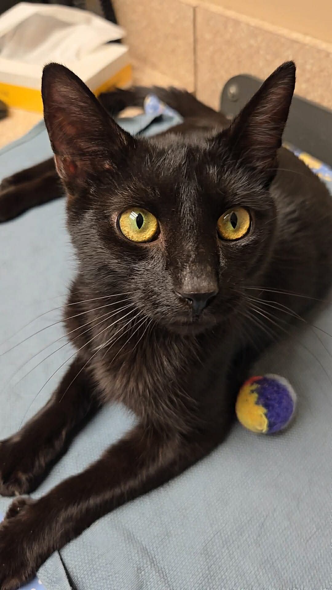 Slinky, one year old male