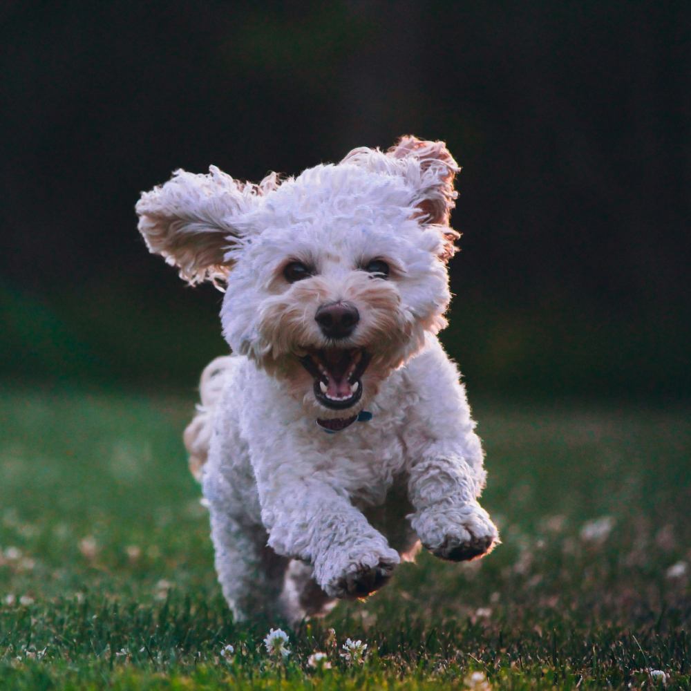 Small white dog running in grass
