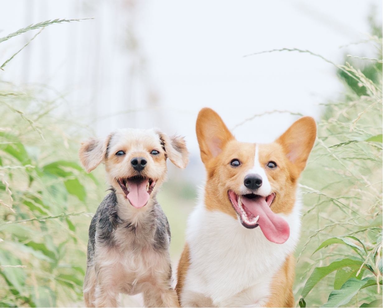 Two dogs with tongues out