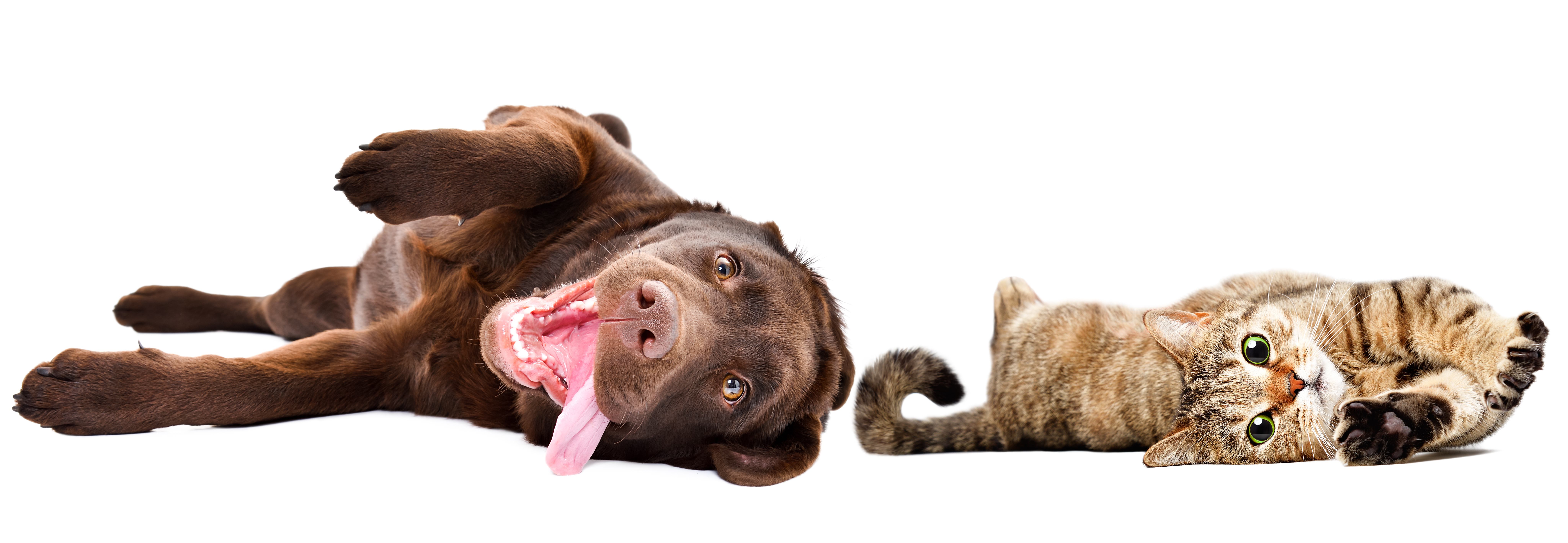 A dog and cat laying down looking happy