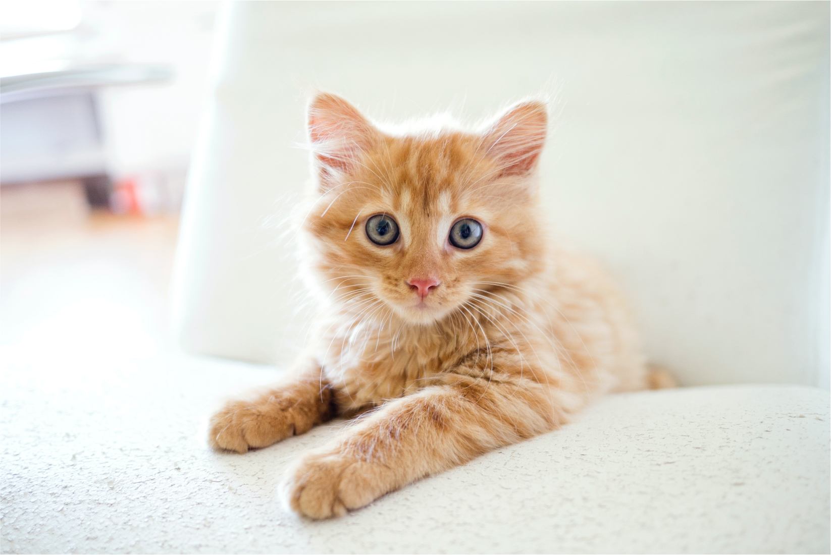 Cat on sofa