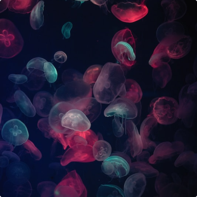 Ocean