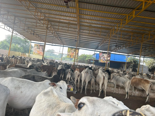 Gaushala Seva