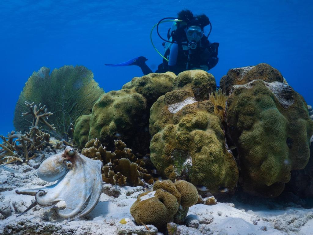 Caribbean reef octopus