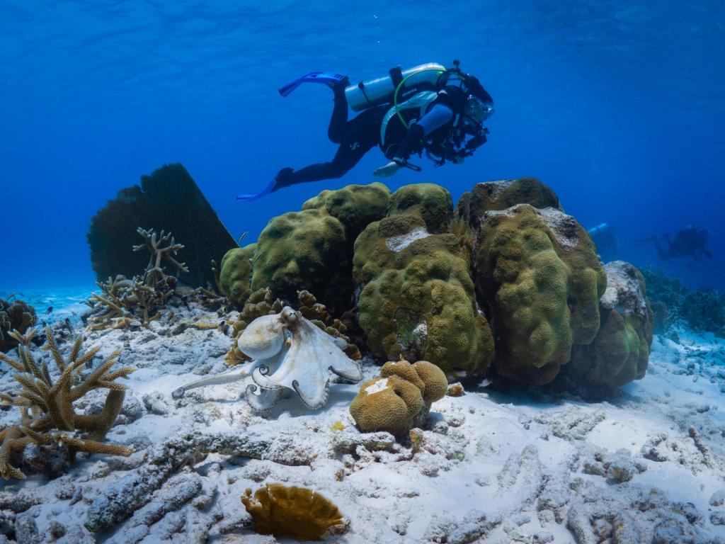 Caribbean reef octopus