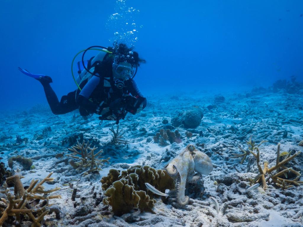 Caribbean reef octopus