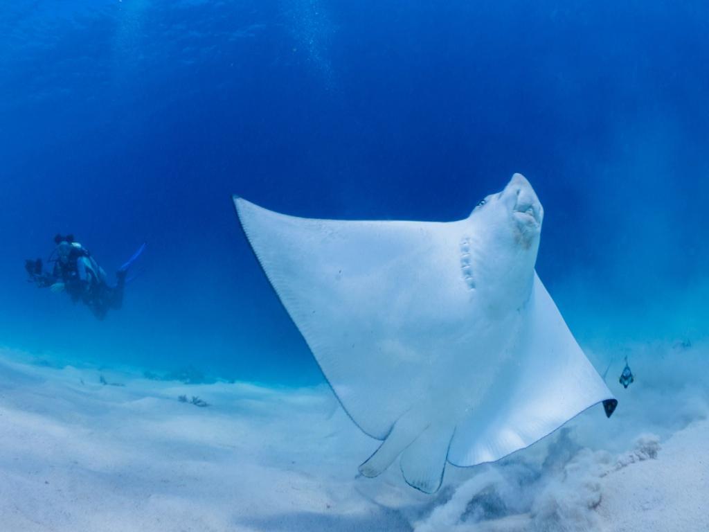 Spotted eagle ray