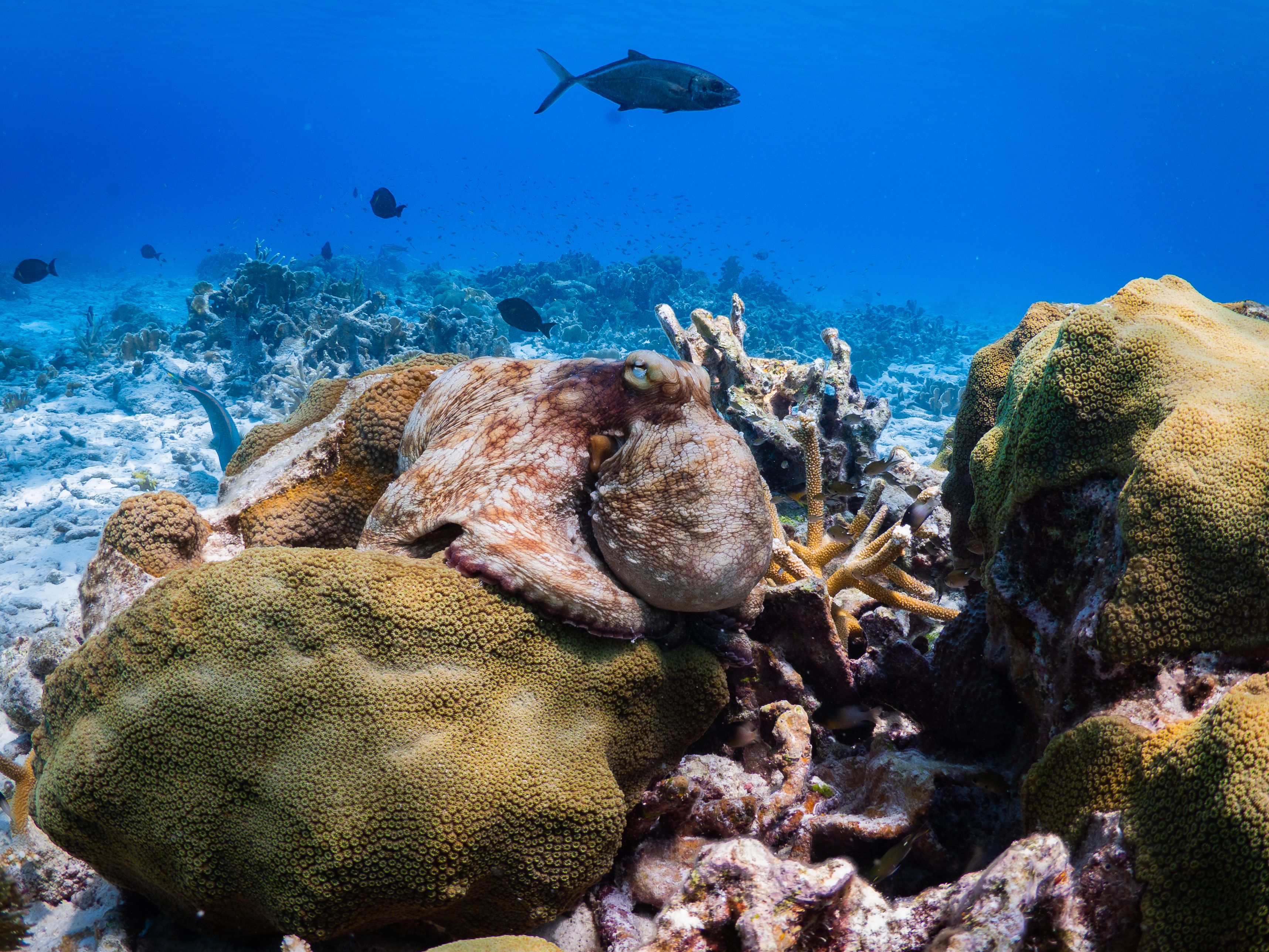 Caribbean reef octopus