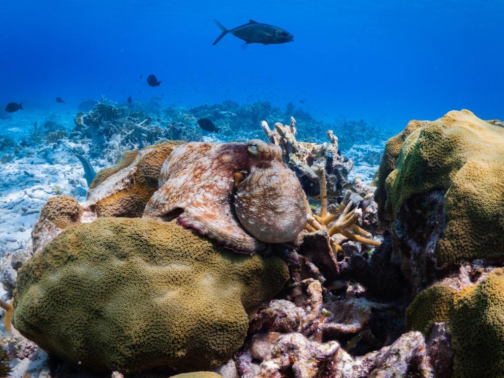 Caribbean reef octopus