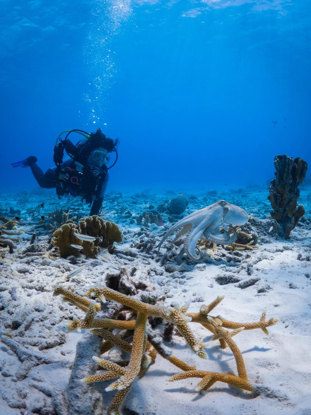 Caribbean reef octopus