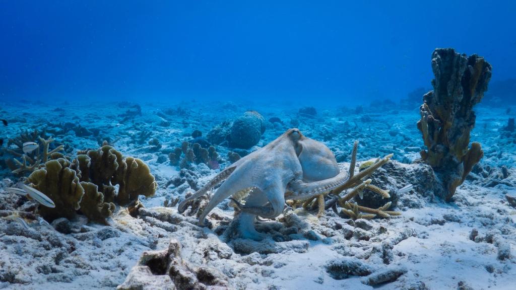Caribbean reef octopus