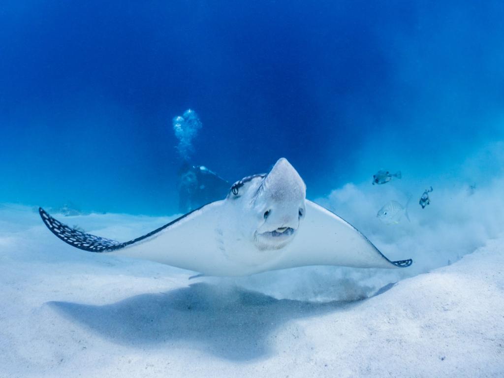 Spotted eagle ray