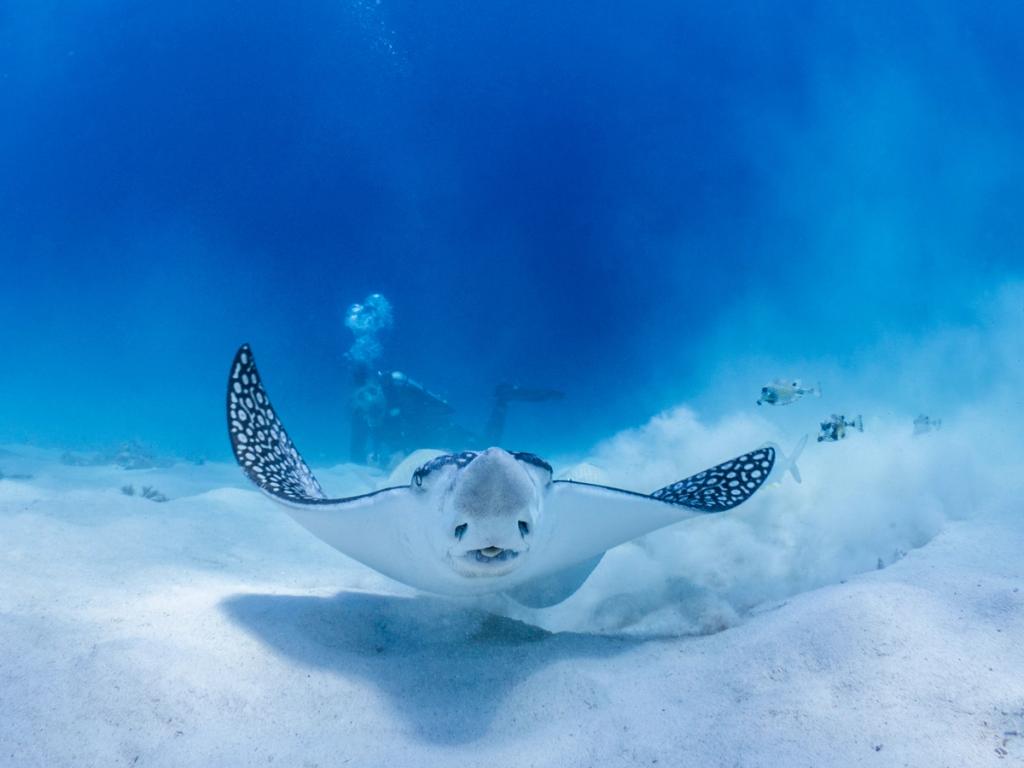 Spotted eagle ray