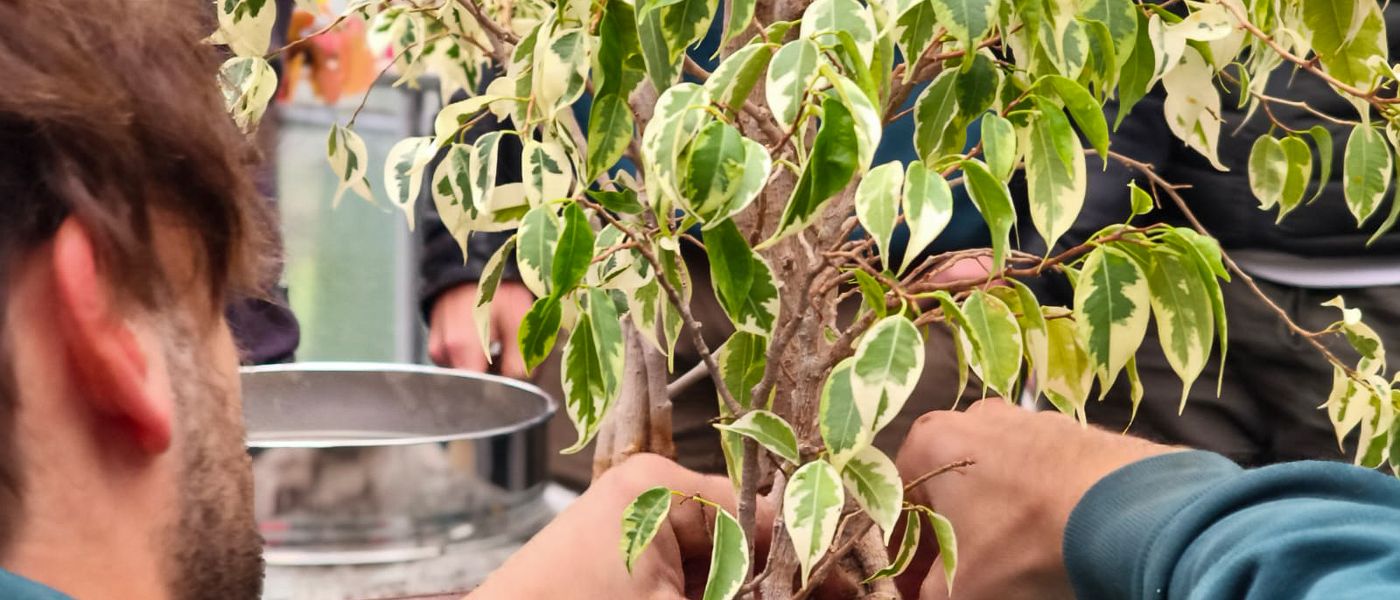 Corso bonsai a Biella. Impara a coltivare un bonsai partendo da zero