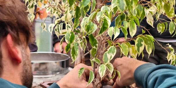 Corso bonsai a Biella. Impara a coltivare un bonsai partendo da zero