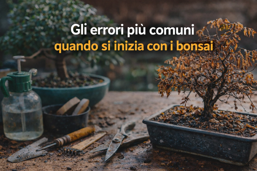 Gli errori che fanno tutti quando iniziano con i bonsai