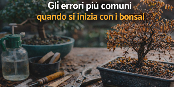 Gli errori che fanno tutti quando iniziano con i bonsai