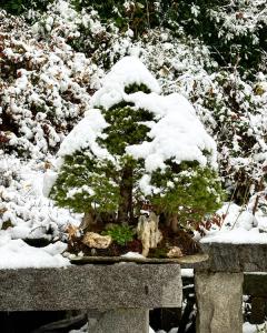 Bonsai da interno e da esterno