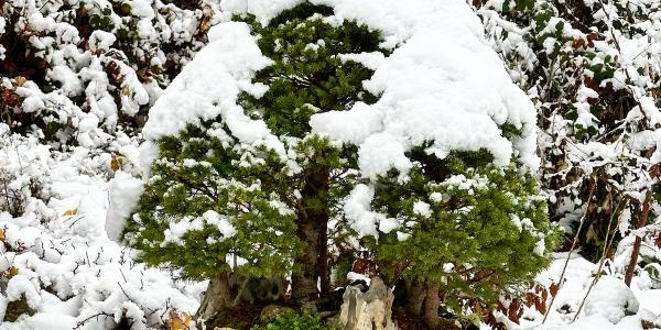 Bonsai da interno e da esterno