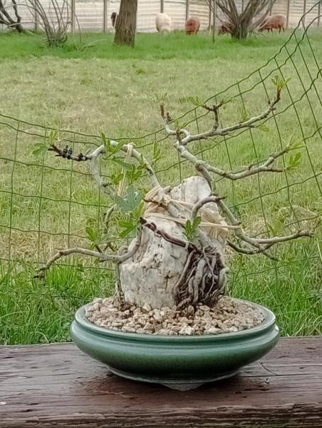 Ficus carica Zuyosa bonsai su roccia