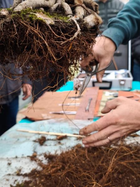 Quando e come rinvasare un bonsai