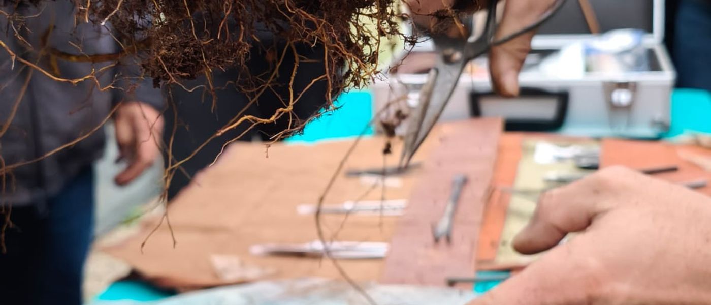 Quando e come rinvasare un bonsai