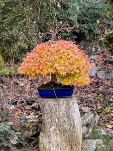 Bonsai vicino a me. Dove imparare a coltivare bonsai in Piemonte
