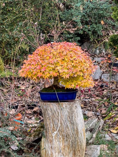 Bonsai vicino a me. Dove imparare a coltivare bonsai in Piemonte