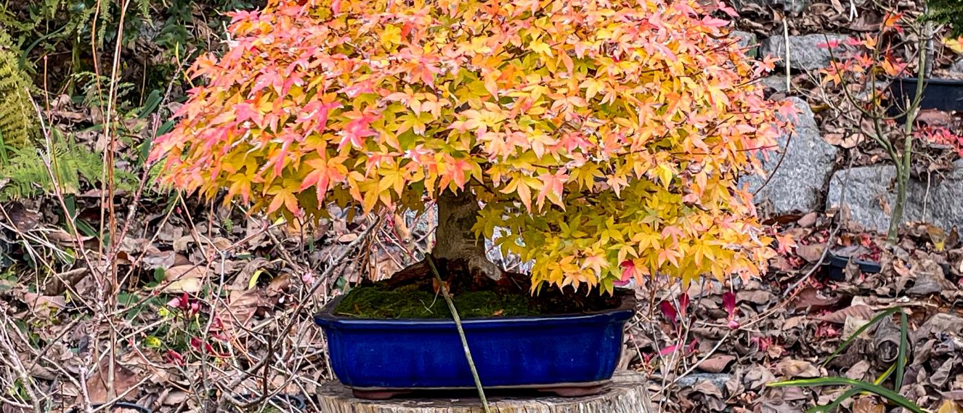 Bonsai vicino a me. Dove imparare a coltivare bonsai in Piemonte