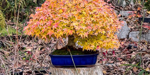 Bonsai vicino a me. Dove imparare a coltivare bonsai in Piemonte