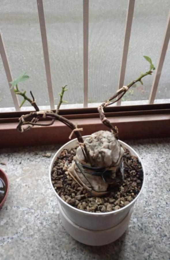 Ficus carica Zuyosa bonsai su roccia — Prima