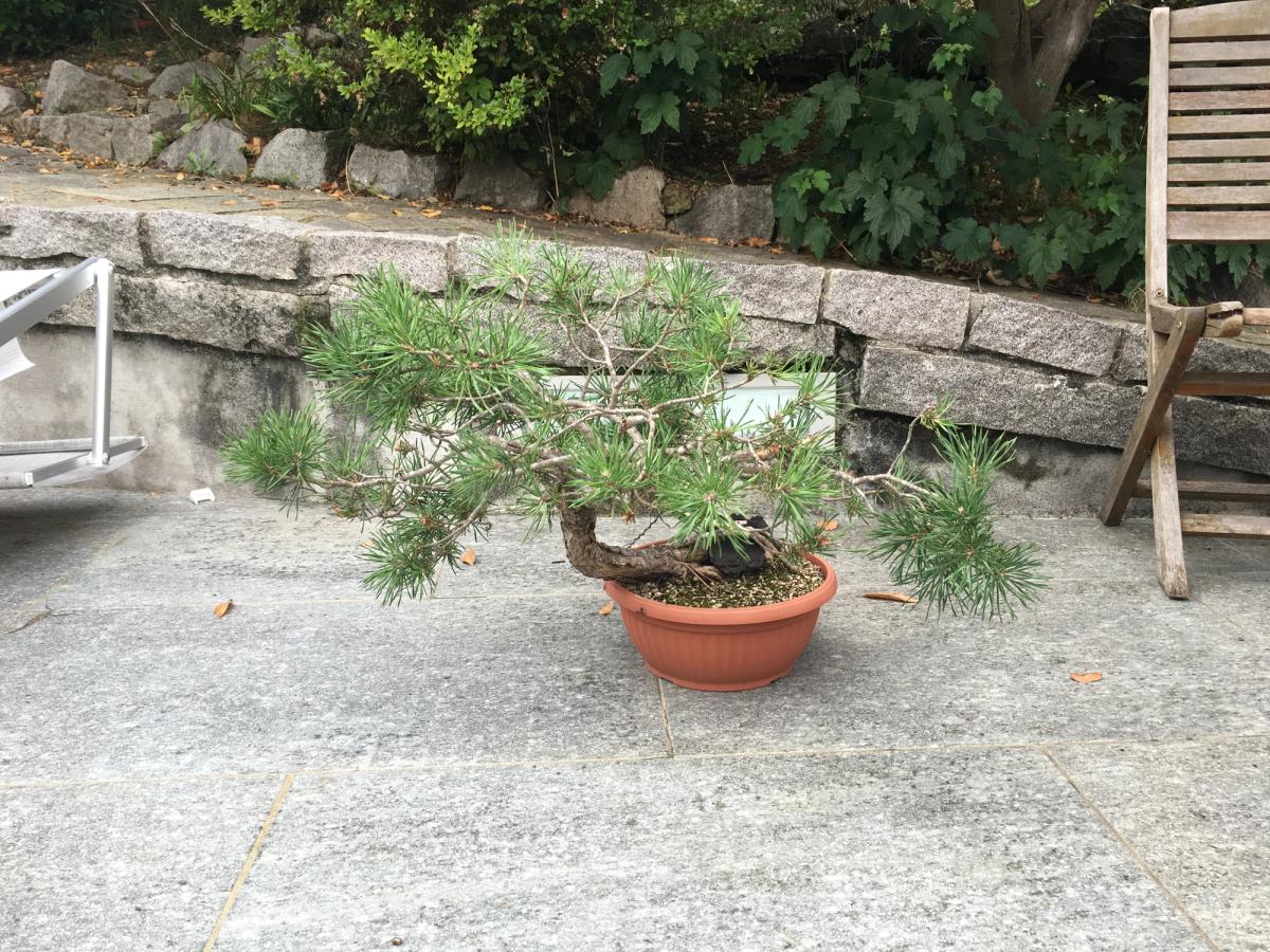 Pino silvestre yamadori — Prima