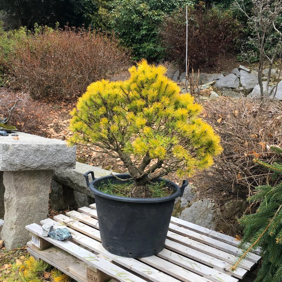 L’evoluzione del pino mugo giallo — Prima