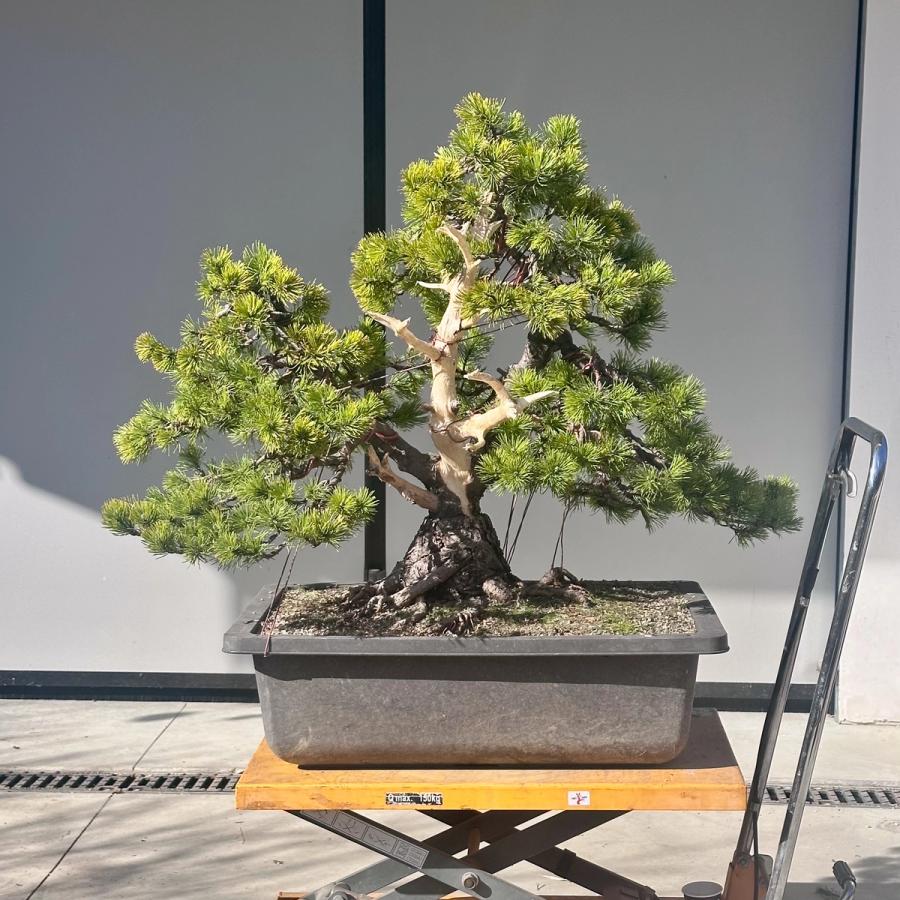 L’evoluzione del pino mugo giallo — Dopo