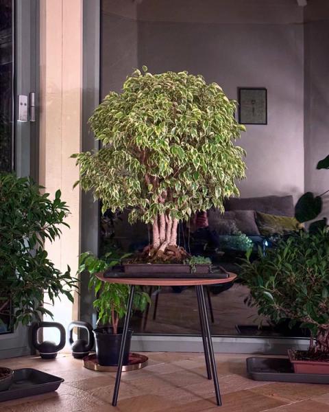 Ficus Benjamin Sunlight