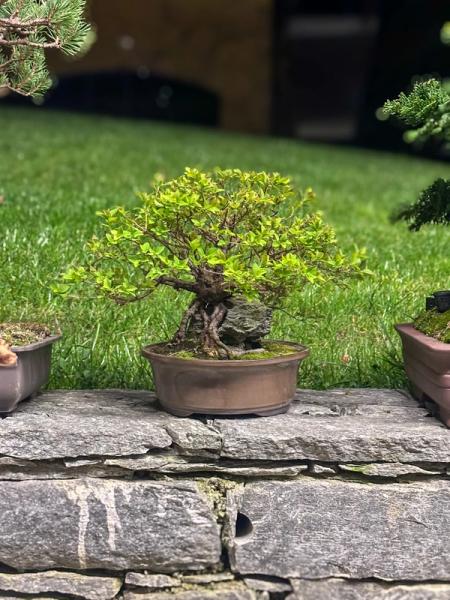 Spirea Bonsai su roccia