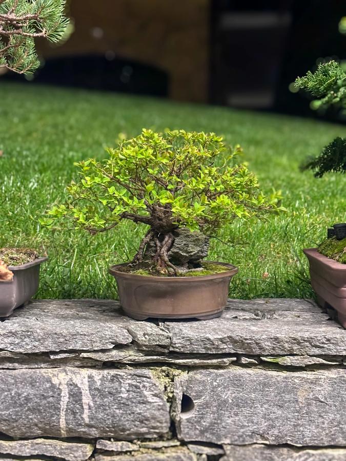 Spirea Bonsai su roccia — Dopo