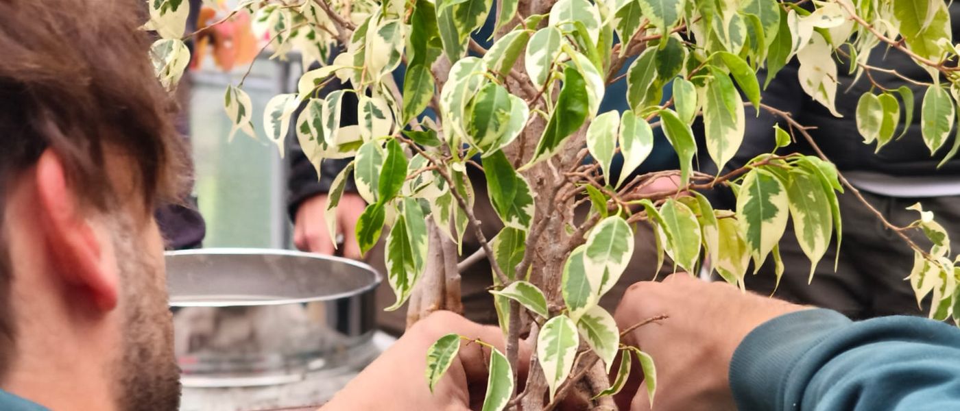 Cosa si fa davvero in un club bonsai