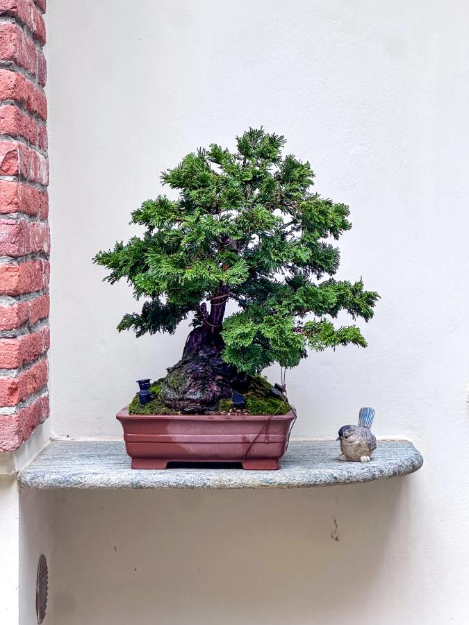 Chamaecyparis obtusa bonsai — Dopo