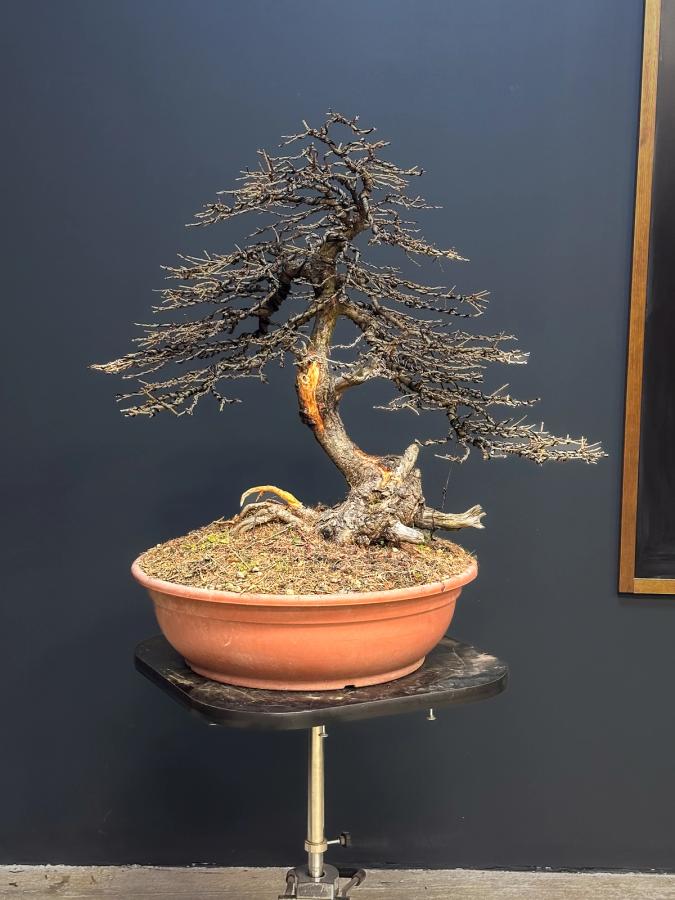 Larice bonsai Ishitake — Dopo