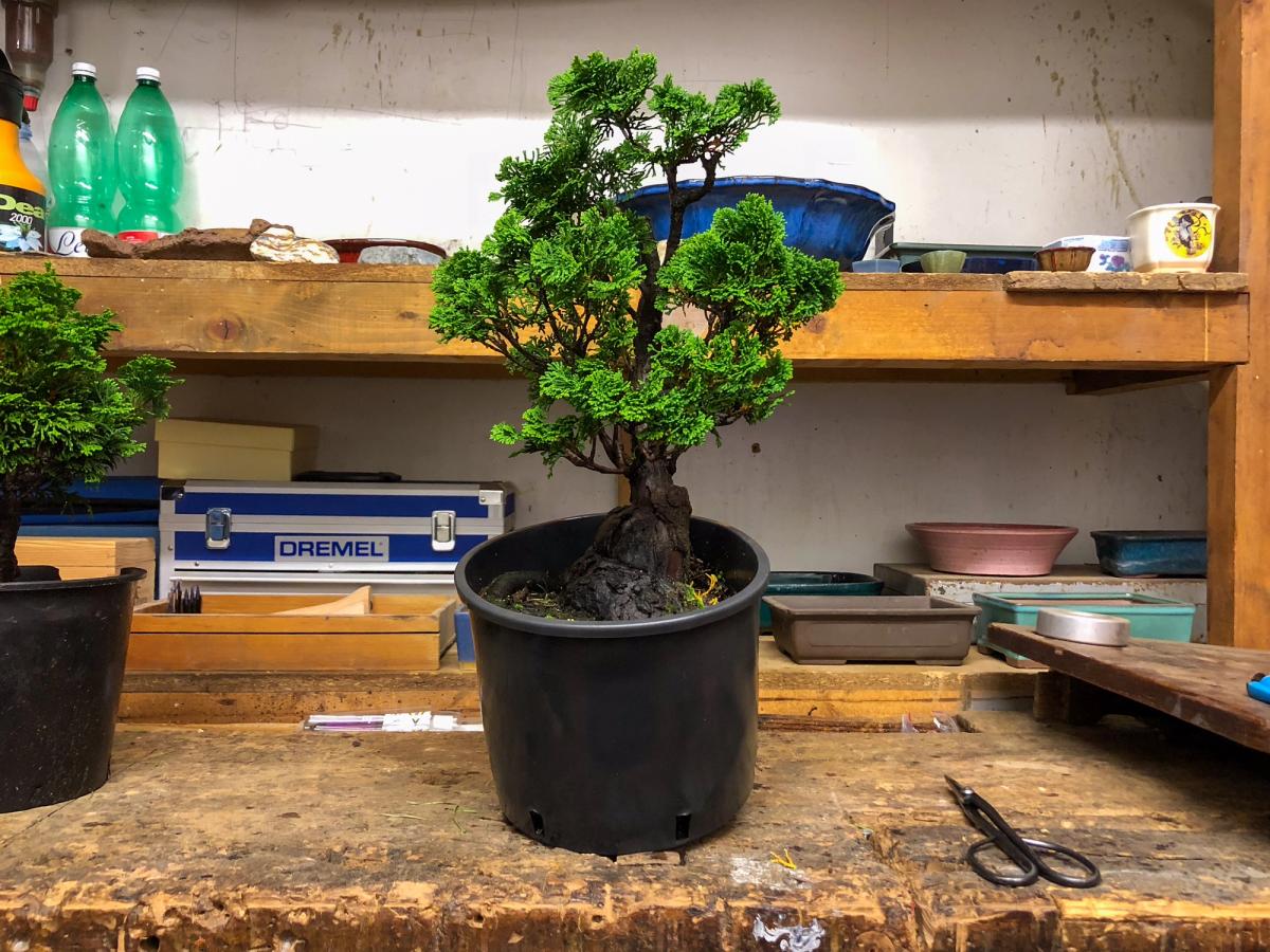 Chamaecyparis obtusa bonsai — Prima