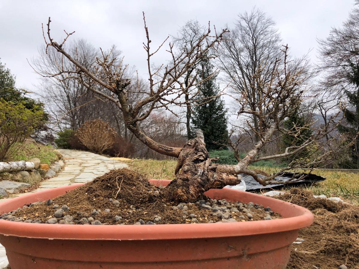 Larice bonsai Ishitake — Prima