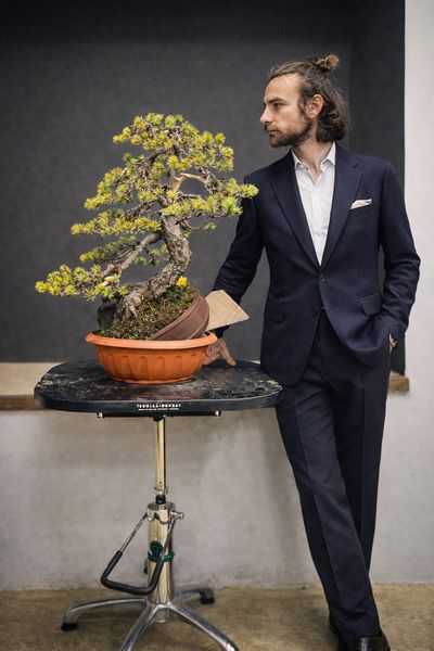 Evoluzione di un pino silvestre yamadori