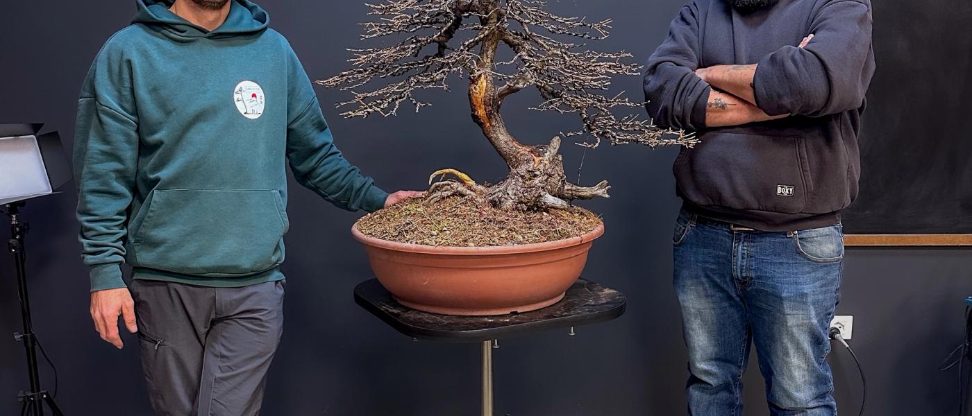 Come iniziare con i bonsai