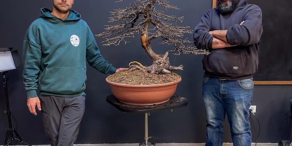 Come iniziare con i bonsai